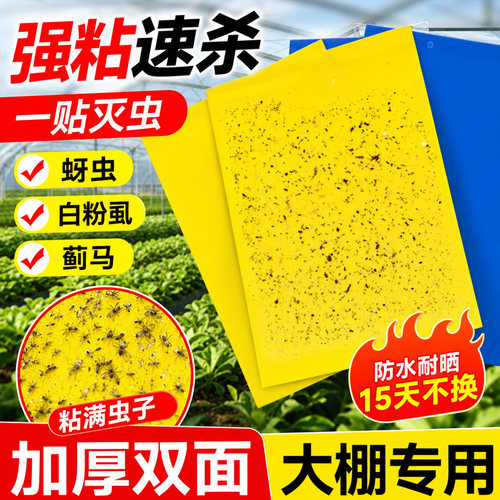 苍蝇贴强力粘蝇纸小飞虫果园果蝇诱捕器农用大棚双面粘虫板诱蝇纸