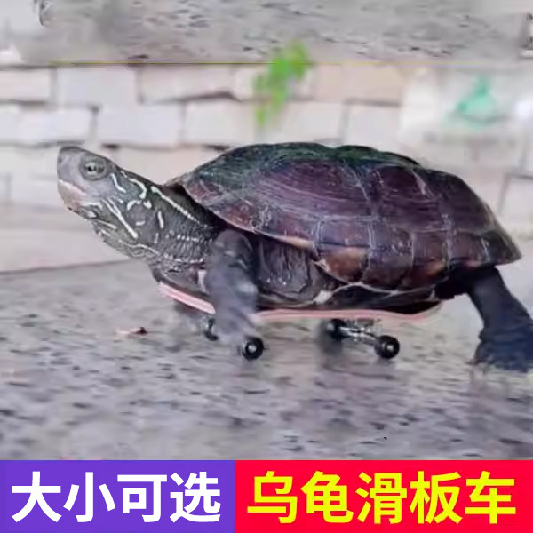 乌龟巴西龟小滑板车解闷玩具用品图片