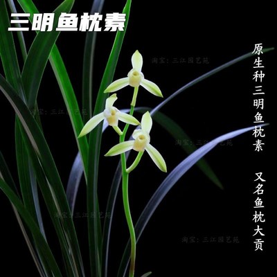 兰花苗素心建兰三明鱼枕素又名鱼枕大贡室内客厅阳台浓香花卉绿植