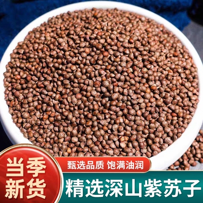 野生新货大粒紫苏子500g泡水