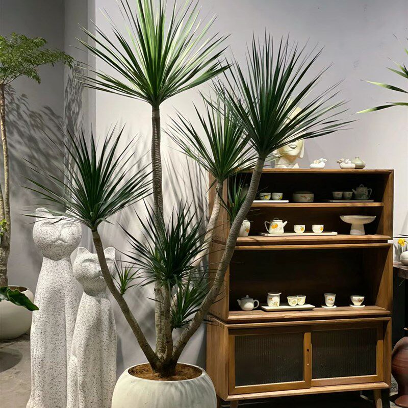 老桩造型多头黑珍珠龙血树大型室内客厅办公室绿植耐寒耐旱好养