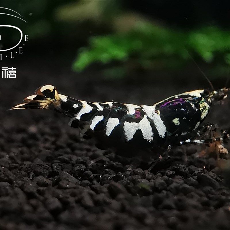 四禧花豹 新品水晶虾,宠物/宠物食品及用品,虾,淘宝优惠券,粉丝福利购,淘宝优惠卷