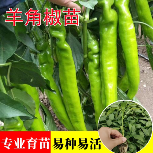 高产羊角椒苗辣椒苗四季盆栽菜苗