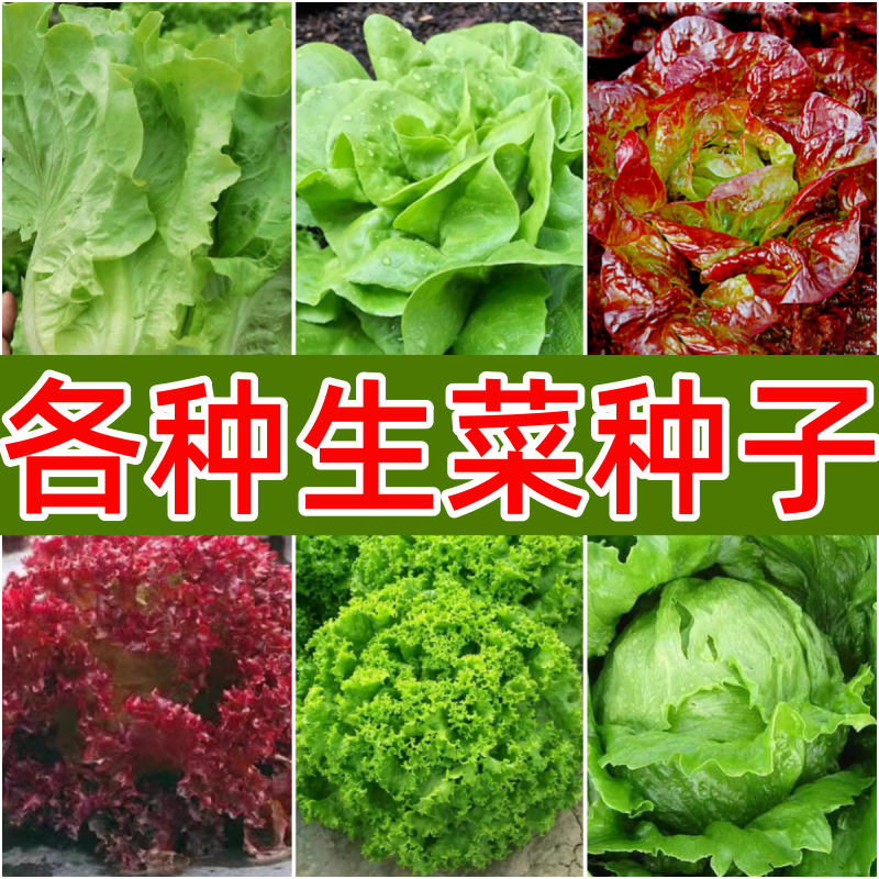 速生大叶生菜种子苗早熟结球生菜籽阳台盆栽蔬菜种孑可生吃大田菜,鲜花速递/花卉仿真/绿植园艺,家庭园艺种子,淘宝优惠券,粉丝福利购,淘宝优惠卷