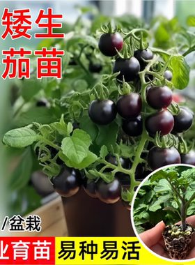 黑矮生番茄苗子秧苗红矮生樱桃小番茄种苗黄圣女苗四季阳台盆栽苗