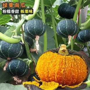 正宗板栗南瓜苗绿小南瓜秧苗大贝贝板栗味南苗子粉糯香甜四季种籽