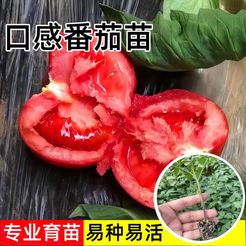 口感番茄苗耐热抗病高产菜园庭院