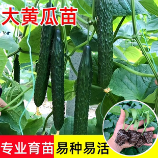 高产大黄瓜苗秧油亮密刺嫁接黄瓜苗老品种青瓜春秋四季种蔬菜苗子