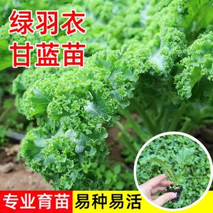 羽衣甘藍苗秧苗菜園庭院陽臺盆栽觀賞食用紫綠粉雨衣帶土球四季 種