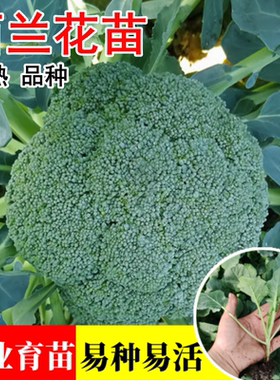 耐寒西兰花苗菜秧苗青椰菜菜种孑绿色花菜苗秋冬季种家庭菜园蔬菜