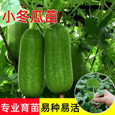 早熟绿春小冬瓜苗高产爬藤易种秧