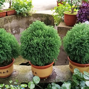 皮球柏雾凇苔米艺园园花LIL花镜多阳年生耐寒耐热常绿.植物庭院台