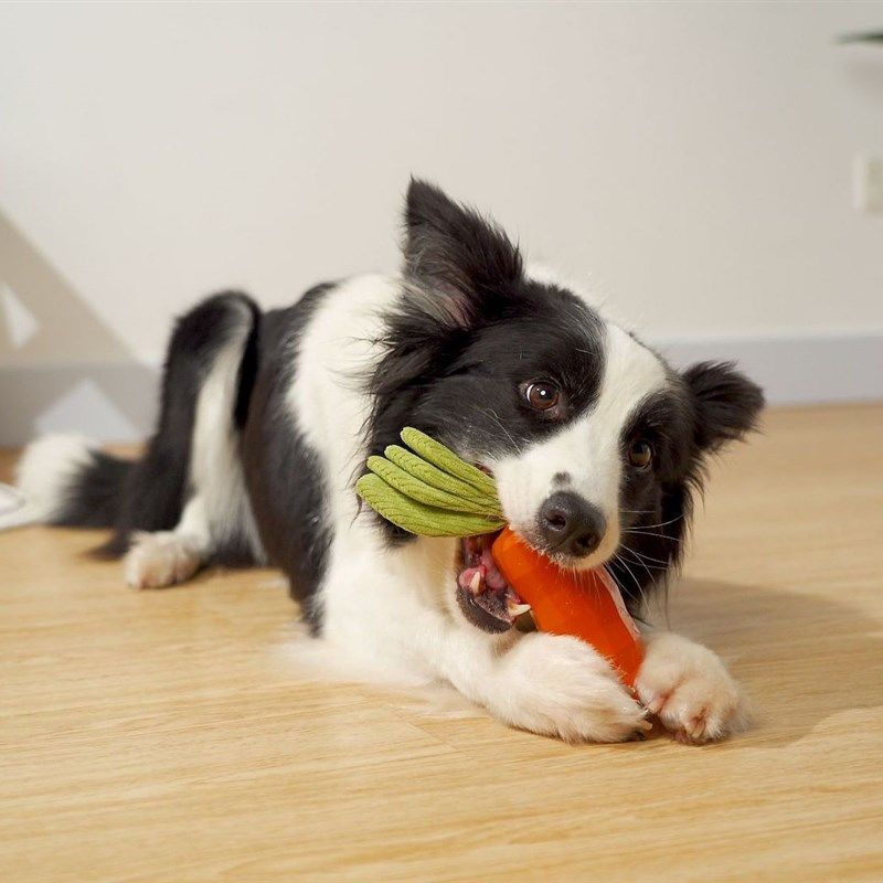 狗独处玩具球磨牙宠物狗狗解闷神器狗咬足球发泄互动陪伴球球法斗,宠物/宠物食品及用品,橡胶球/球形玩具,淘宝优惠券,粉丝福利购,淘宝优惠卷