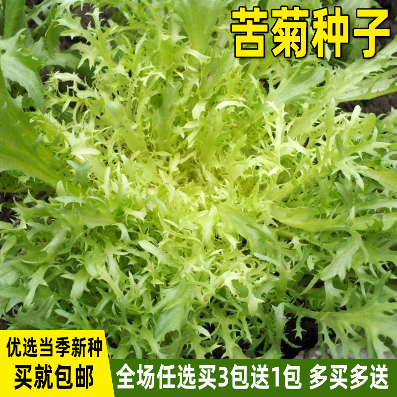 苦苣种子黄心苦菊菜籽种苦苣菜种籽盆栽菜籽春秋冬季四季蔬菜种子-封面