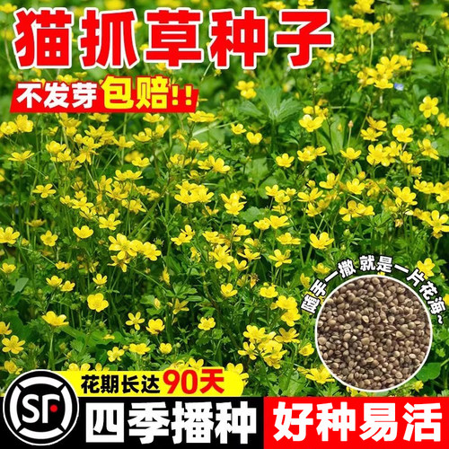 猫爪草野生种种孑中药材正品中药猫爪草新鲜水洗猫抓草夏枯草种