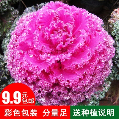 羽衣甘蓝种籽观赏食用特菜蔬