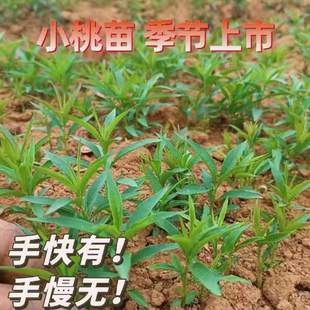 1000株毛桃芽苗小苗毛桃树苗桃树实生苗李子树嫁接砧木