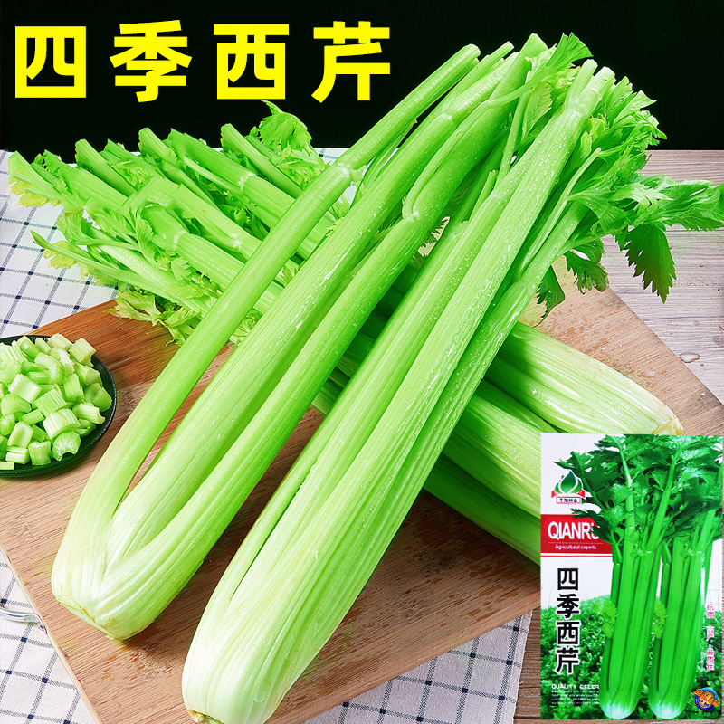 大肉西芹种子菜籽厚脆爽春秋