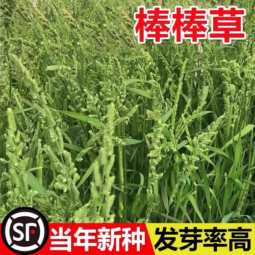 棒草种子耐寒水冬季稗米饲