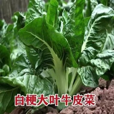 春不老厚皮菜种子白梗甜牛籽