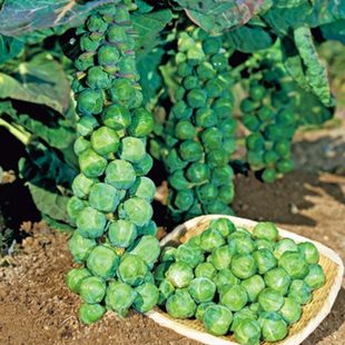 抱子甘藍種子孢子甘藍苗蔬菜種籽紫子持小包菜卷心菜包心菜孑菜種