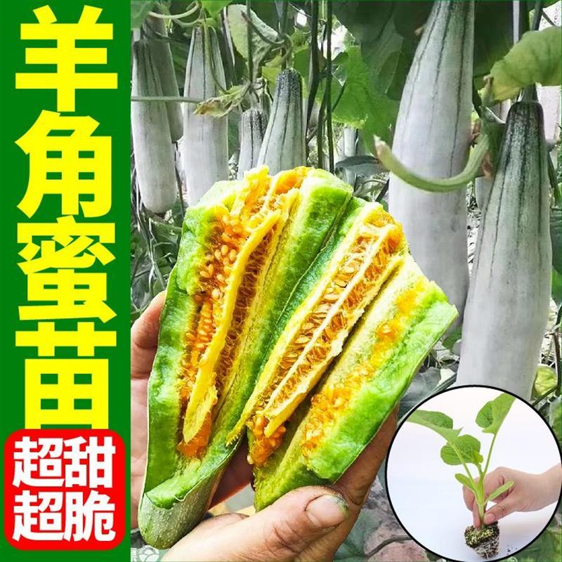 香甜薄皮羊角蜜甜瓜苗秧寿光水果蔬菜...