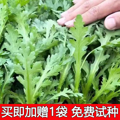 抢10包小茼蒿种子莱籽蔬菜