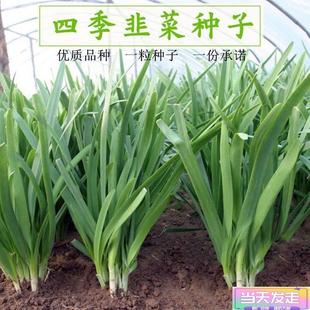 菲菜种籽九菜种子酒菜种子四季盆栽青菜蔬菜菜种籽种孑