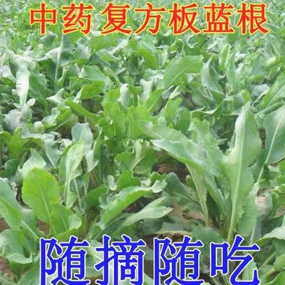 板蓝根种子四季蔬菜孑食用特色野菜大青叶材种籽阳台盆栽春季