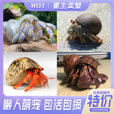 宠物陆生寄居蟹新手好养迷你可爱