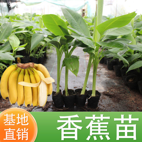 香蕉树苗广西香蕉苗庭院芭蕉树香蕉苗树苗矮化B6高产中蕉香蕉南方