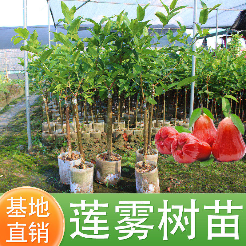 莲雾树苗嫁接黑糖芭比黑金刚飞弹翡翠莲雾白莲雾南方庭院当年结果