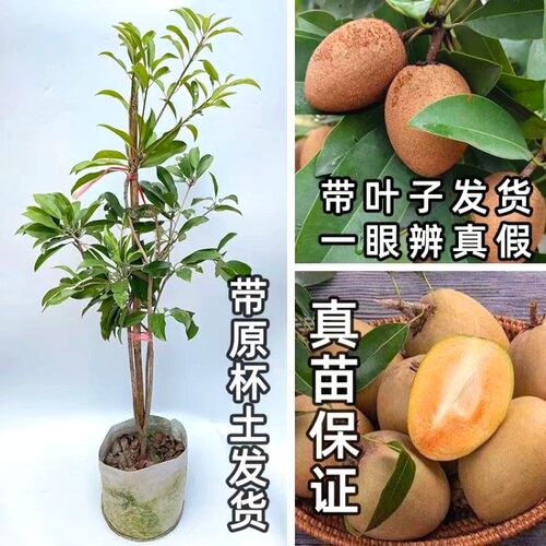 人心果树苗四季人参果当年结果南北方种盆栽庭院软枝人心果带土球
