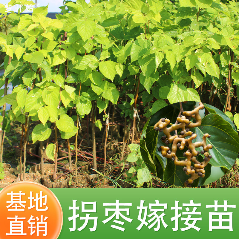 拐枣树苗嫁接拐枣树苗万寿果苗鸡爪连金钩梨盆栽地栽带土带叶发货