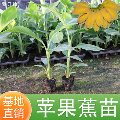 香蕉树苗南方四季苹果蕉粉蕉红皮矮化芭蕉抗寒室内盆栽种植水果树