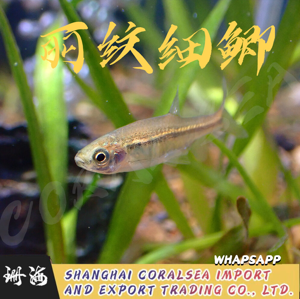 原生灯鱼小鱼草缸灯鱼 丽纹细鲫 天冷无需加温 淡水鱼 冷水鱼