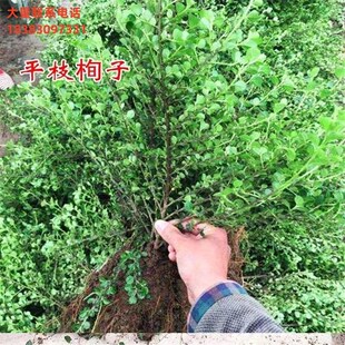 平枝荀子 铺地蜈蚣 小叶栒子平枝旬E子苗盆景匍匐灌木工程绿化苗