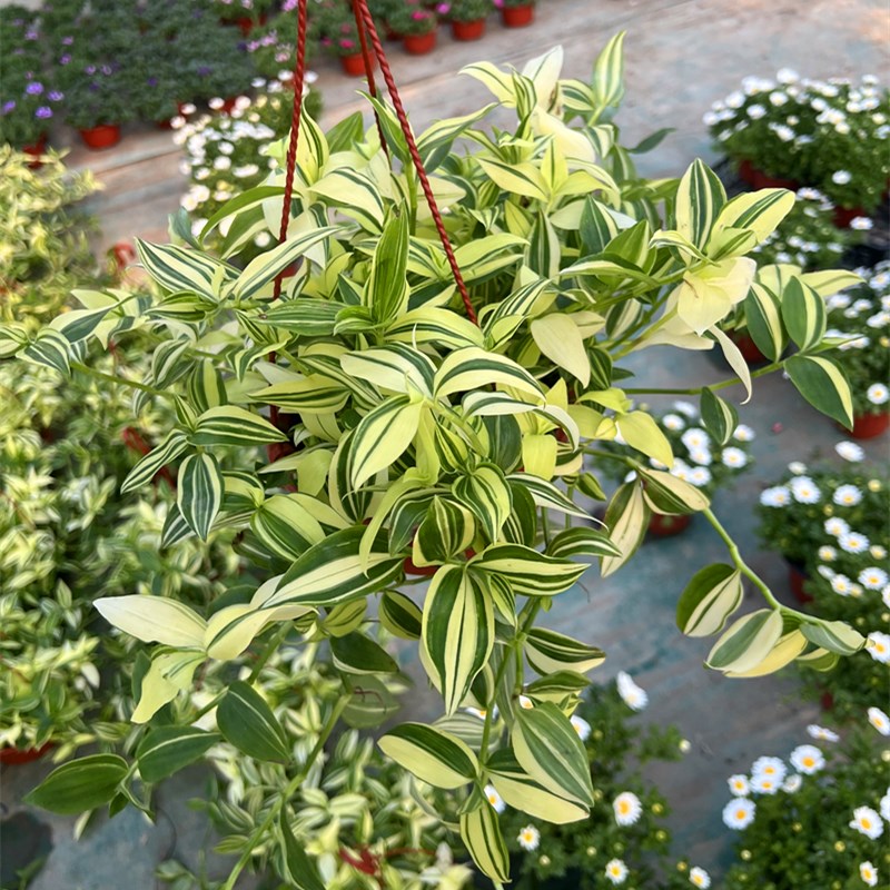 青白玉吊兰d室内阳台植物盆栽油画婚礼吊篮鸭舌吊兰盆栽垂吊观叶图片