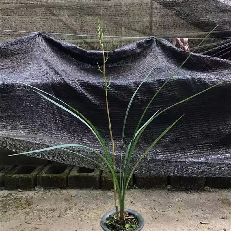 细叶寒兰雪中红老种浓香型红舌名贵室内好养易栽培兰花绿植原盆栽