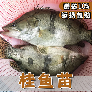 鳜鱼苗淡水养殖食用活体凶猛冷水观赏鱼路亚季花鱼桂花鱼苗桂鱼苗