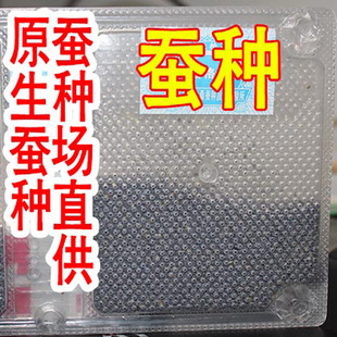 2022春新蚕卵蚕种蚕宝宝蚕种场蚕种家蚕普通白蚕金丝蚕卵31000粒