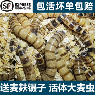 大麦虫活虫鲜活面包虫黄粉虫金龙鱼饲料活体鸟食鹦鹉八哥画眉食物