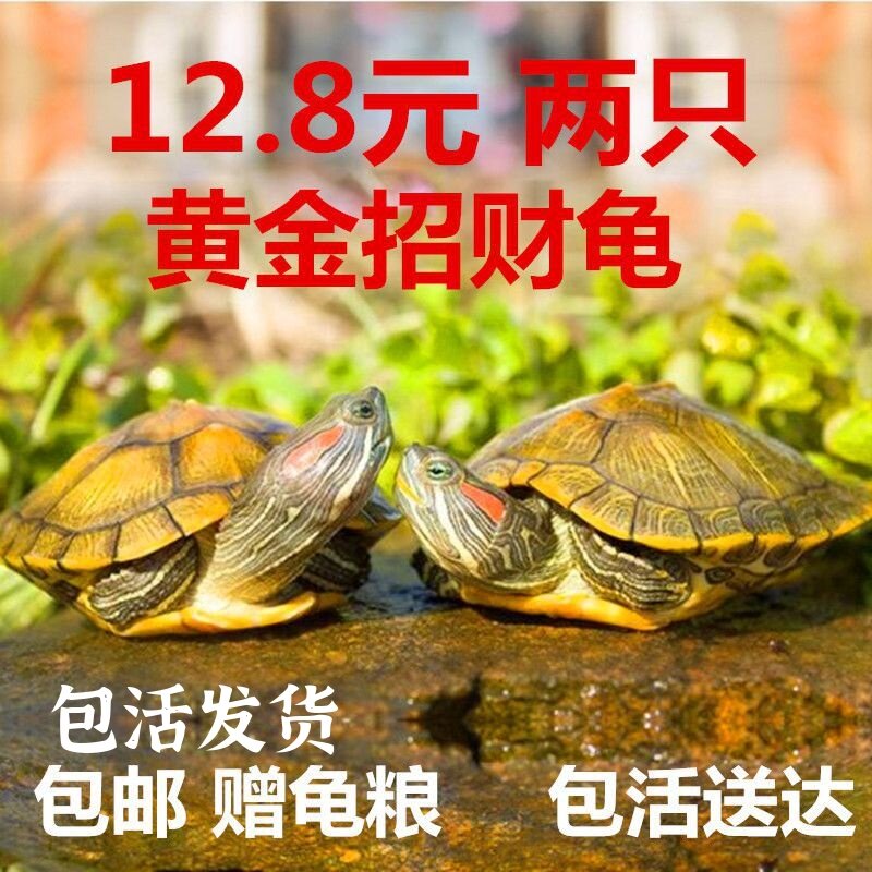 可下蛋宠物小乌龟淡水两只巴西龟长寿龟黄金招财活物活体情侣网
