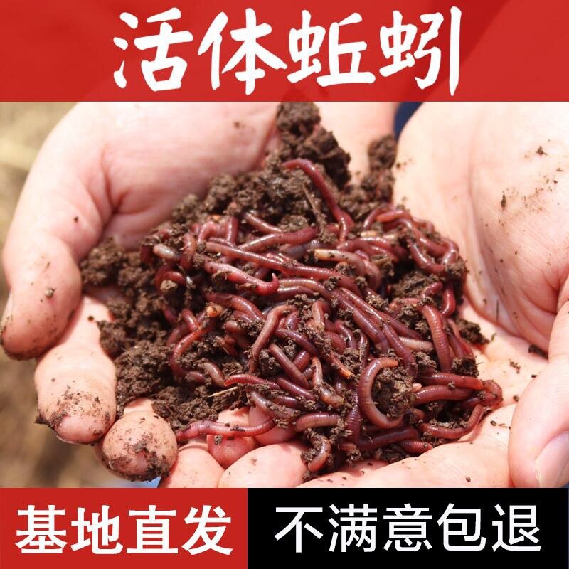 蚯蚓活体 野钓 大号秋引特大 大红丘引 钓鱼用邱引活邱蚓鲜活