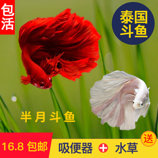 泰国斗鱼半月公母抱卵繁殖配对纯白活体小型热带观赏易养练手包邮