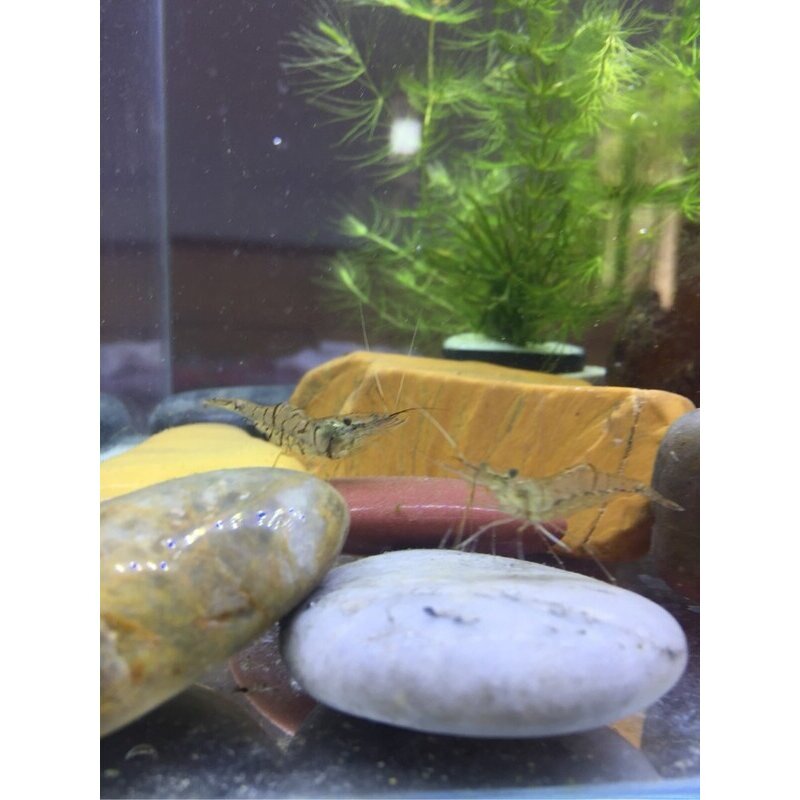 黑壳虾水族宠物活体鱼缸清洁工具观赏虾淡水冷水除藻河虾小虾米