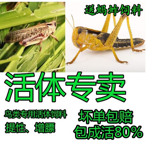 活体蚂蚱活虫蝗虫蚱蜢画眉鸟爬虫龟宠物蜂饲料鸟活食新鲜食物飞蝗