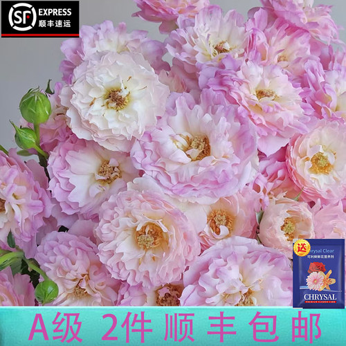 稀有A级多头玫瑰2扎包邮送可利鲜