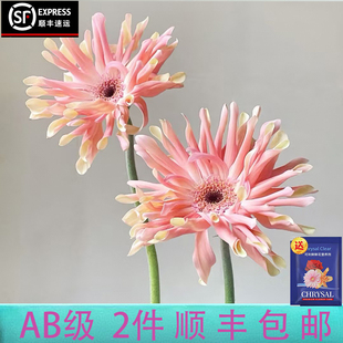 包邮 稀有AB级弗朗10支扶郎非洲菊云南稀有鲜花满2件 顺丰 云画