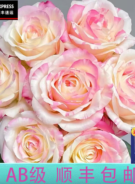 【云画】花农现采稀有AB级玫瑰顺丰冷链包邮云南鲜花直发送可利鲜